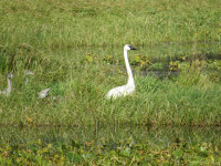 Cowichan Bay Estuary